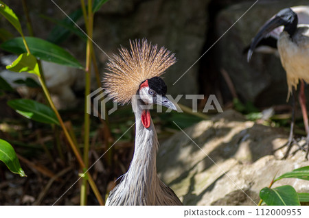 沖繩 Neopark 的大白冠鶴 112000955