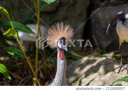 沖繩 Neopark 的大白冠鶴 112000957