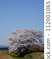 Spectacular scenery of a single cherry blossom against a clear sky 112001065