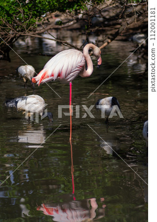 Flamingo resting by the water 112001181