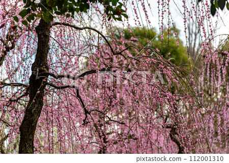 Plum trees blossoming in early spring in Japan February 2024 Plum trees blossoming in early spring in Japan February 2024 112001310
