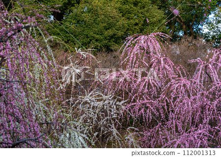 Plum trees blossoming in early spring in Japan February 2024 112001313