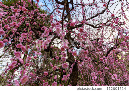 Plum trees blossoming in early spring in Japan February 2024 112001314