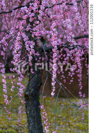 Plum trees blossoming in early spring in Japan February 2024 Plum trees blossoming in early spring in Japan February 2024 112001316