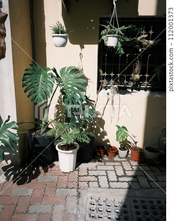Taiwan Street Scene Plants Taiwan Street Scene Plants 112001373