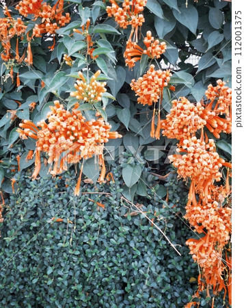 炮仗花 炮仗花 112001375