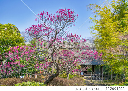 Fuchu City, Tokyo Local Forest Plum Festival Tea Room Baikyoan 112001621