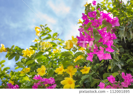 Bougainvillea blooming towards the sky 112001895