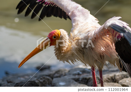African stork at Neopark Okinawa African stork at Neopark Okinawa 112001964