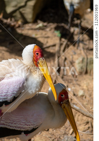 Neopark 沖繩的非洲鸛 112001969