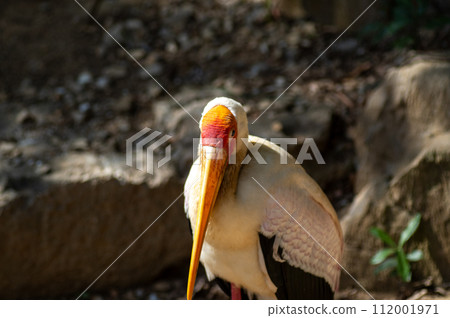 Neopark 沖繩的非洲鸛 112001971