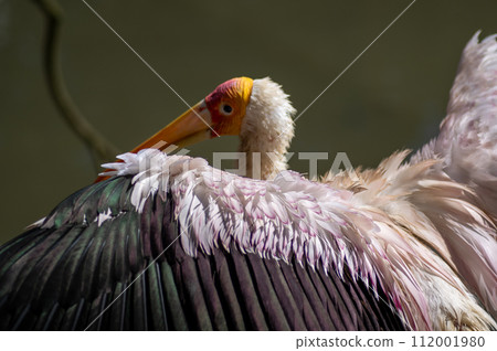 African stork at Neopark Okinawa African stork at Neopark Okinawa 112001980