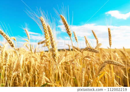 wheat field under the blue sky wheat field under the blue sky 112002219