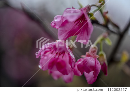 山櫻花 山櫻花 112002257