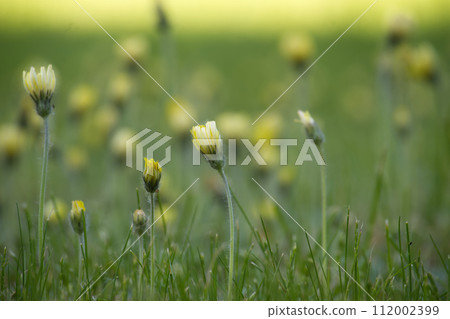 Field is densely populated with yellow daisies flowers 112002399