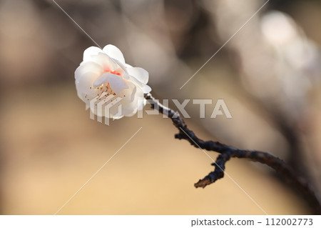 梅花在公園裡 梅花在公園裡 112002773