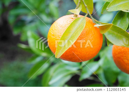 邁肯成為一棵樹 112003145