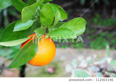 風景與柑橘 112003146