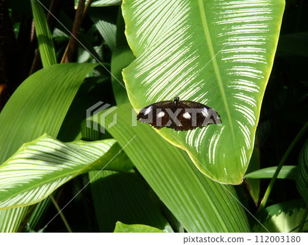 Butterfly stopping on the leaves 112003180