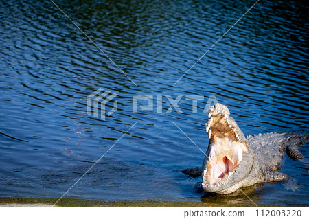 Saltwater crocodile sunning on the boat dock at the Flamingo Marina of the Everglades National Park 112003220