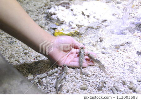 兒童手上的彈塗魚（兒童：6 歲/男孩） 112003698