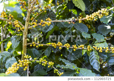 coffee berries by agriculture. Coffee beans ripening on the tree in North of Thailand 112003725