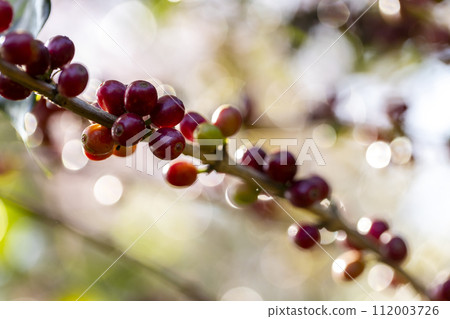 coffee berries by agriculture. Coffee beans ripening on the tree in North of Thailand coffee berries by agriculture. Coffee beans ripening on the tree in North of Thailand 112003726