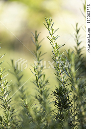 Fresh Rosemary Herb grow outdoor. Rosemary leaves Close-up. Fresh Rosemary Herb grow outdoor. Rosemary leaves Close-up. 112003728