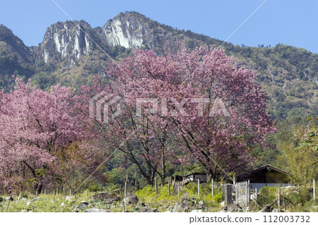 Wild Himalayan Cherry (Prunus cerasoides) or thai sakura flower 112003732
