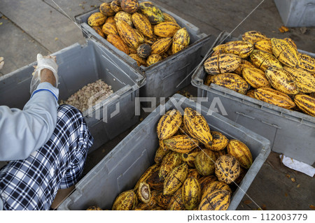 Cocoa beans and cocoa pod on a wooden surface. 112003779