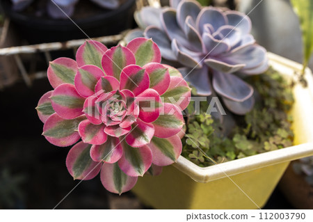 Succulent macro photo. Deep green natural plant. Succulent macro photo. Deep green natural plant. 112003790