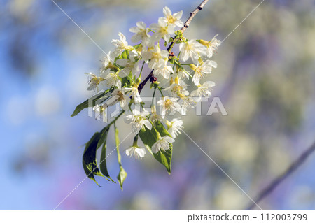 Closeup of Wild Himalayan Cherry (Prunus cerasoides) or thai sakura flower 112003799