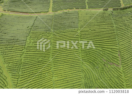 Green tea leaf in the morning, tea plantation 112003818
