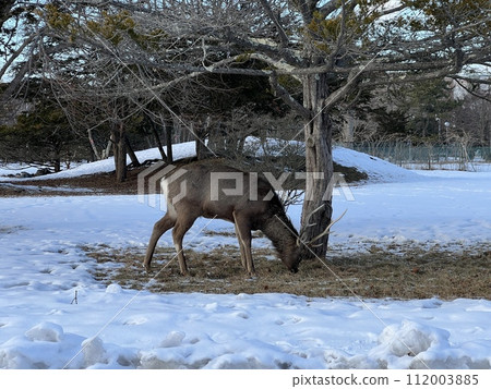 Ezo deer in a park in Tomakomai Ezo deer in a park in Tomakomai 112003885
