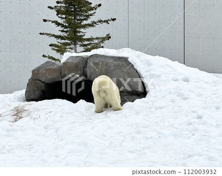 Polar bear Polar bear 112003932