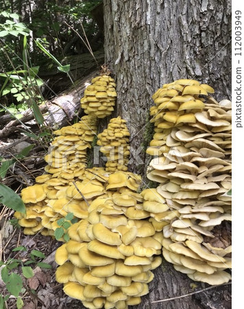 Tamogi rice bowl 112003949