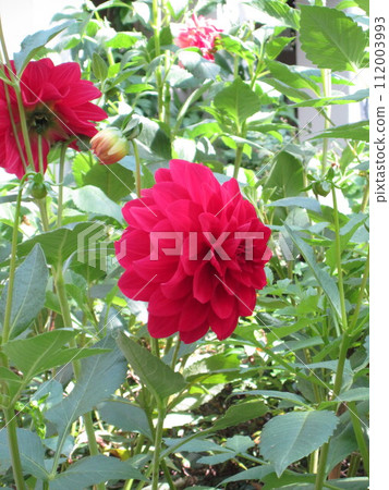 Red flower Red flower 112003993