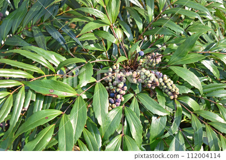 細葉冬青南天 (Hosoba holly nanten) 112004114