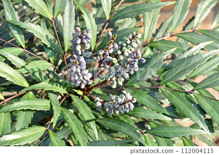 Hosoba holly nanten (Hosoba holly nanten) 112004115