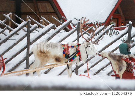 pure white reindeer pure white reindeer 112004379