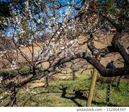 White plum blossoms at the 2024 plum blossom viewing event at Okurayama, Kohoku Ward, Kanagawa Prefecture 112004397