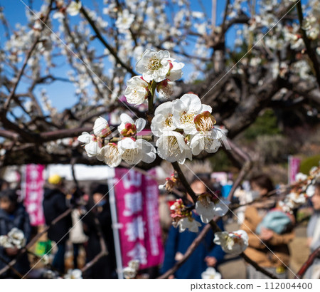 Okurayama, Kohoku Ward, Kanagawa Prefecture 2024 Plum Blossom Viewing Party 112004400