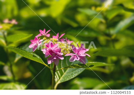 初夏的繡球園，粉紅舞會 112004533