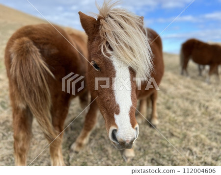 石首山野馬 112004606