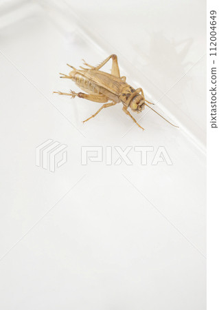 白化歐洲板球 112004649