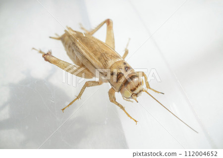 Albino European house cricket 112004652