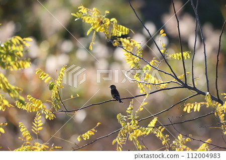 Kawarahiwa 棲息在樹枝上 Kawarahiwa 棲息在樹枝上 112004983