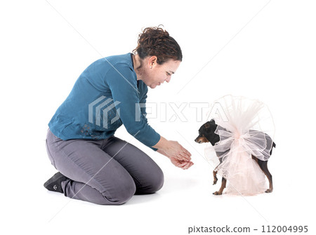 miniature pinscher and woman in studio 112004995