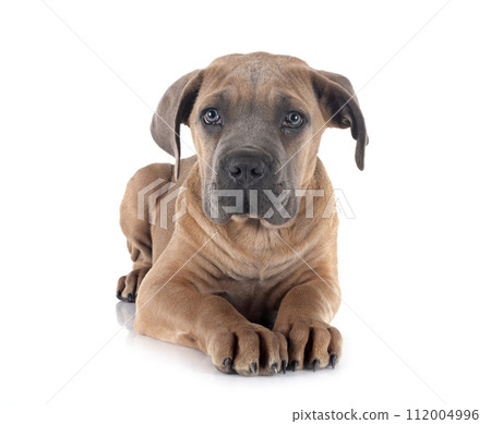 puppy cane corso puppy cane corso 112004996