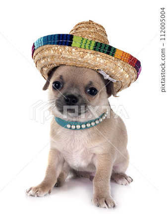 puppy chihuahua in studio puppy chihuahua in studio 112005004